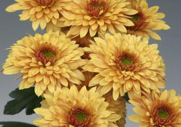 Listopadka indická 'Gompie Bronze'