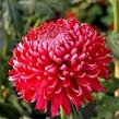 Listopadka indická 'Gompie Red' - Dendranthema indicum 'Gompie Red'