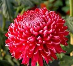 Listopadka indická 'Gompie Red'