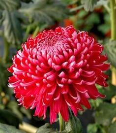 Listopadka indická 'Gompie Red' - Dendranthema indicum 'Gompie Red'