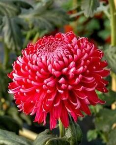 Listopadka indická 'Gompie Red'