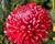 Listopadka indická 'Gompie Red'