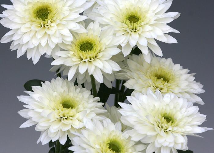 Listopadka indická 'Gompie White' - Dendranthema indicum 'Gompie White'