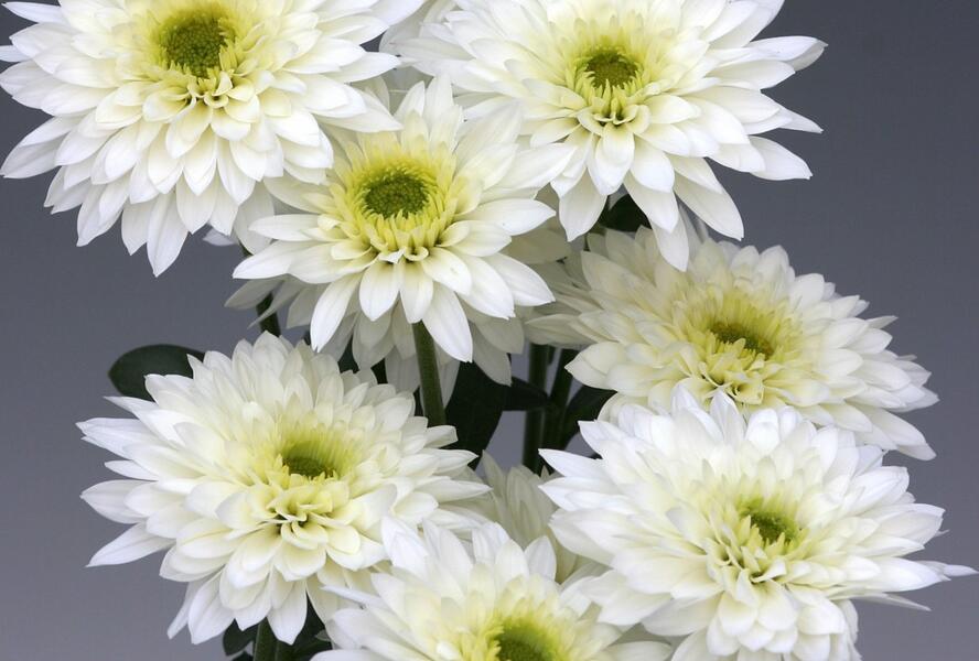 Listopadka indická 'Gompie White' - Dendranthema indicum 'Gompie White'