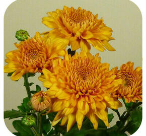 Listopadka indická 'Gompie Yellow' - Dendranthema indicum 'Gompie Yellow'