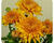 Listopadka indická 'Gompie Yellow'
