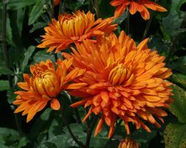 Listopadka indická 'Littleton Bronze'