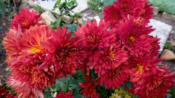 Listopadka indická 'Littleton Red' - Dendranthema indicum 'Littleton Red'