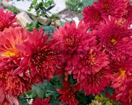 Listopadka indická 'Littleton Red'