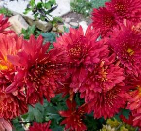 Listopadka indická 'Littleton Red' - Dendranthema indicum 'Littleton Red'