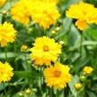 Listopadka indická 'Littleton Yellow' - Dendranthema indicum 'Littleton Yellow'