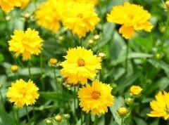 Listopadka indická 'Littleton Yellow' - Dendranthema indicum 'Littleton Yellow'