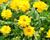 Listopadka indická 'Littleton Yellow'