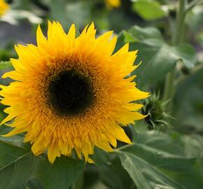 Slunečnice roční 'Starbust Panache' - Helianthus annuus 'Starbust Panache'