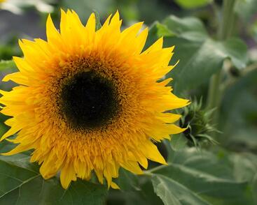 Slunečnice roční 'Starbust Panache'