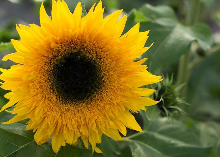 Slunečnice roční 'Starbust Panache' - Helianthus annuus 'Starbust Panache'