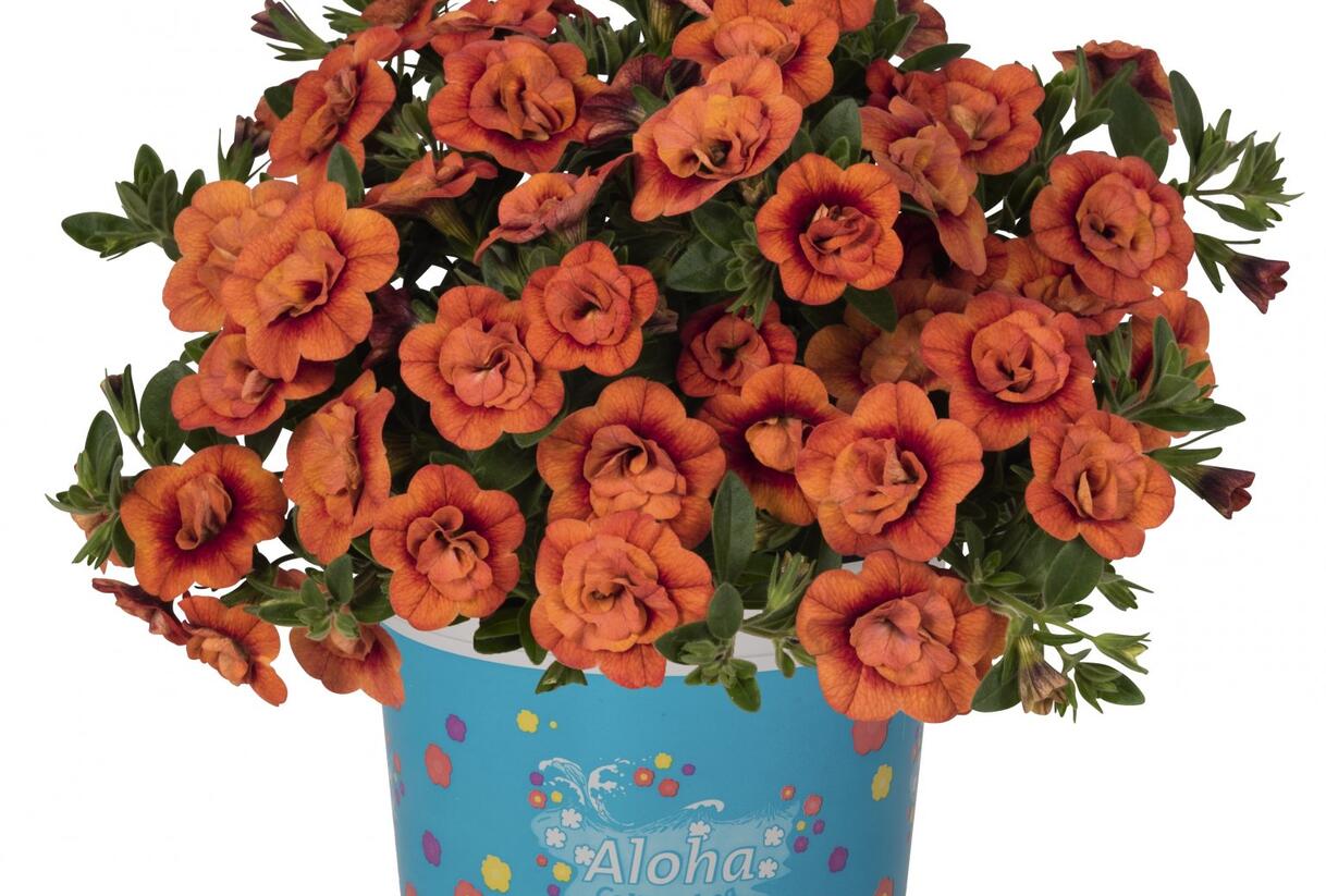 Minipetúnie, Million Bells 'Aloha Double Orange' - Calibrachoa hybrida 'Aloha Double Orange'