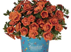 Minipetúnie, Million Bells 'Aloha Double Orange' - Calibrachoa hybrida 'Aloha Double Orange'