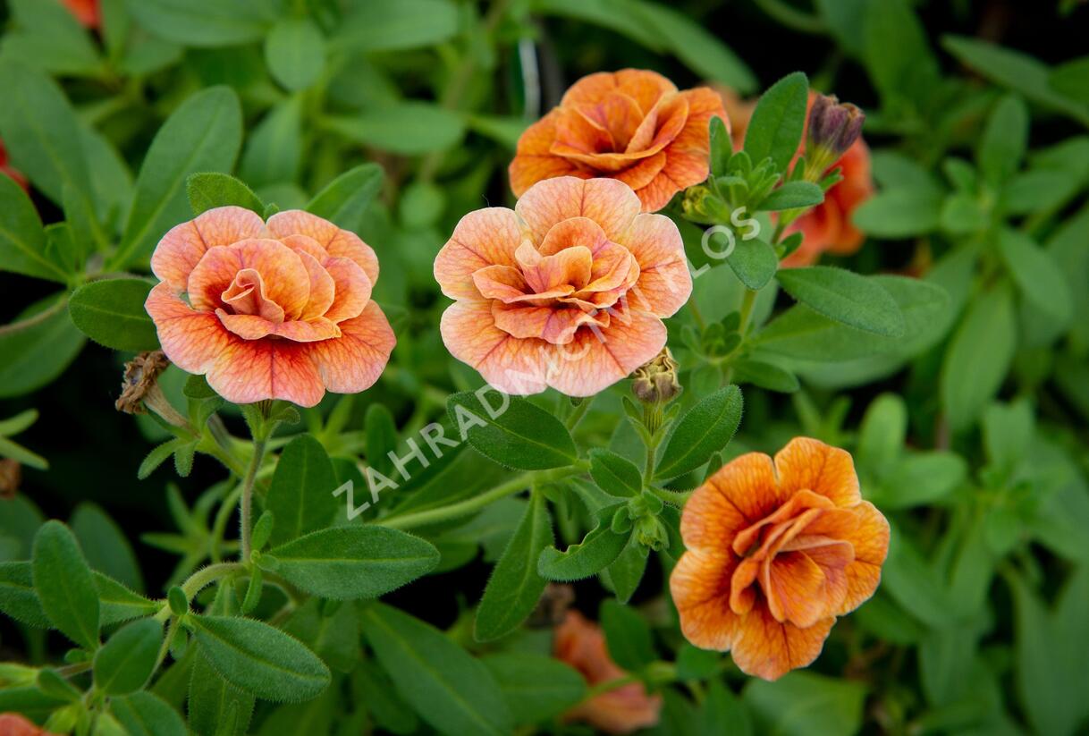 Minipetúnie, Million Bells 'Aloha Double Orange' - Calibrachoa hybrida 'Aloha Double Orange'