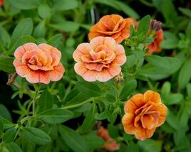 Minipetúnie, Million Bells 'Aloha Double Orange'