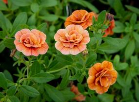 Minipetúnie, Million Bells 'Aloha Double Orange' - Calibrachoa hybrida 'Aloha Double Orange'