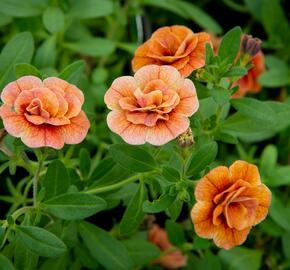 Minipetúnie, Million Bells 'Aloha Double Orange' - Calibrachoa hybrida 'Aloha Double Orange'