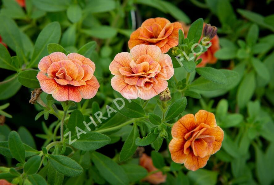 Minipetúnie, Million Bells 'Aloha Double Orange' - Calibrachoa hybrida 'Aloha Double Orange'