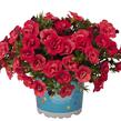 Minipetúnie, Million Bells 'Aloha Double Cherry' - Calibrachoa hybrida 'Aloha Double Cherry'