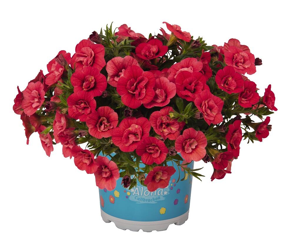Minipetúnie, Million Bells 'Aloha Double Cherry' - Calibrachoa hybrida 'Aloha Double Cherry'