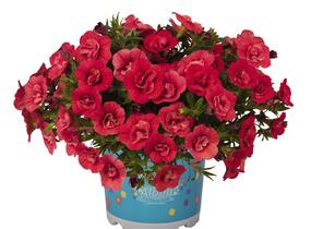 Minipetúnie, Million Bells 'Aloha Double Cherry' - Calibrachoa hybrida 'Aloha Double Cherry'