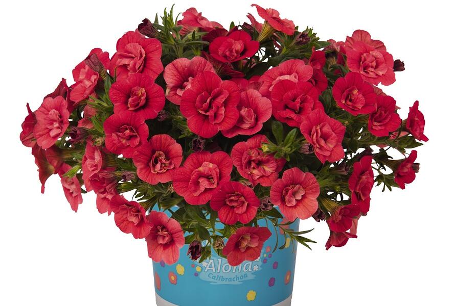 Minipetúnie, Million Bells 'Aloha Double Cherry' - Calibrachoa hybrida 'Aloha Double Cherry'