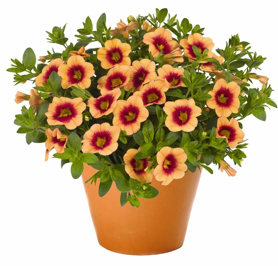 Minipetúnie, Million Bells 'Hula Gold' - Calibrachoa hybrida 'Hula Gold'