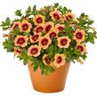 Minipetúnie, Million Bells 'Hula Gold' - Calibrachoa hybrida 'Hula Gold'