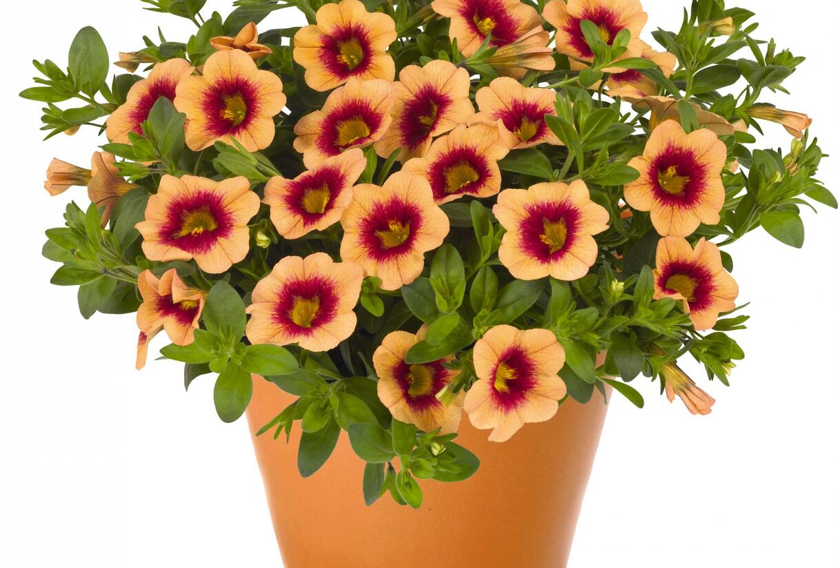 Minipetúnie, Million Bells 'Hula Gold' - Calibrachoa hybrida 'Hula Gold'