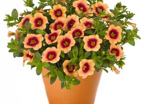 Minipetúnie, Million Bells 'Hula Gold' - Calibrachoa hybrida 'Hula Gold'