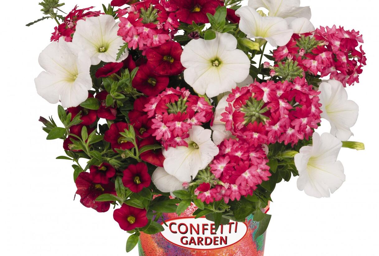 Balkonový mix Confetti Garden 'Shocking Red' - Balkonový mix Confetti Garden 'Shocking Red'