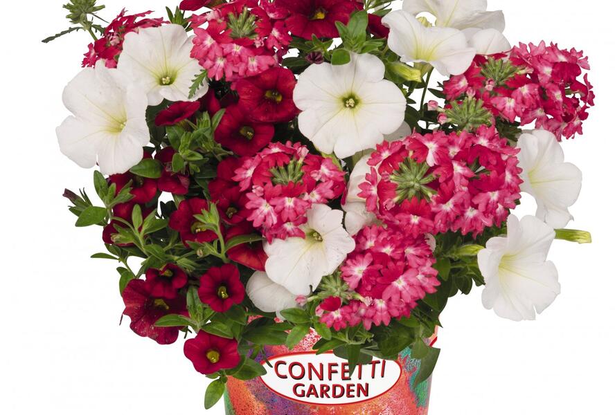 Balkonový mix Confetti Garden 'Shocking Red' - Balkonový mix Confetti Garden 'Shocking Red'