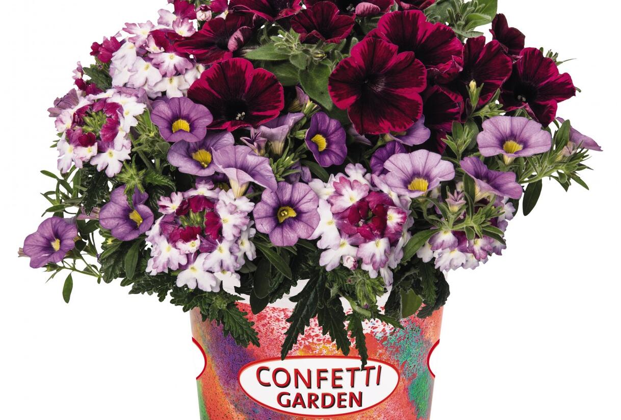 Balkonový mix Confetti Garden 'Shocking Purple' - Balkonový mix Confetti Garden 'Shocking Purple'