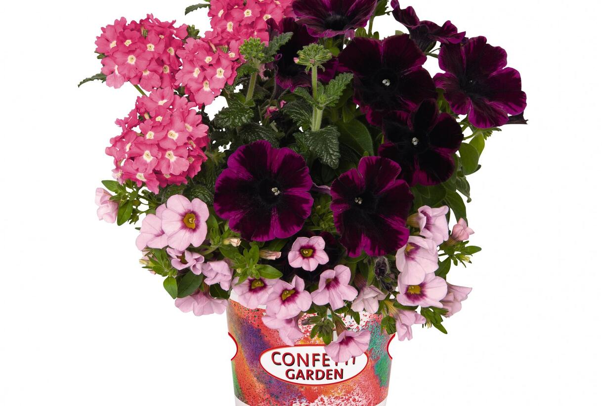 Balkonový mix Confetti Garden 'Pirates Beauty' - Balkonový mix Confetti Garden 'Pirates Beauty'