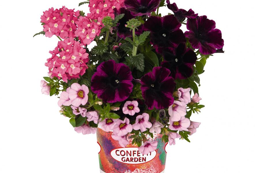 Balkonový mix Confetti Garden 'Pirates Beauty' - Balkonový mix Confetti Garden 'Pirates Beauty'