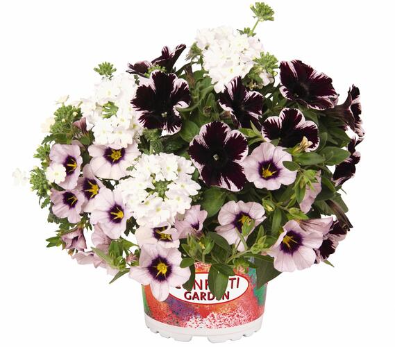 Balkonový mix Confetti Garden 'Marvelous Sky' - Balkonový mix Confetti Garden 'Marvelous Sky'