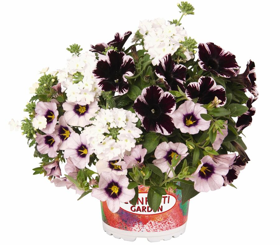 Balkonový mix Confetti Garden 'Marvelous Sky' - Balkonový mix Confetti Garden 'Marvelous Sky'