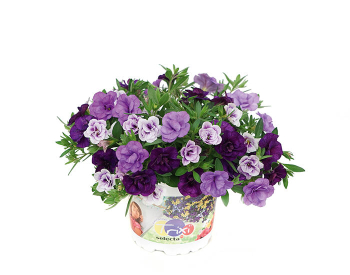 Minipetúnie 'Trixi® Blue Petticoat' - Calibrachoa 'Trixi® Blue Petticoat'