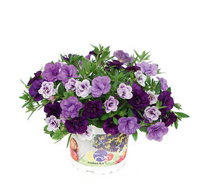 Minipetúnie 'Trixi® Blue Petticoat' - Calibrachoa 'Trixi® Blue Petticoat'