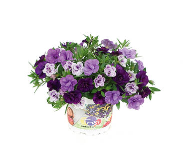 Minipetúnie 'Trixi® Blue Petticoat'