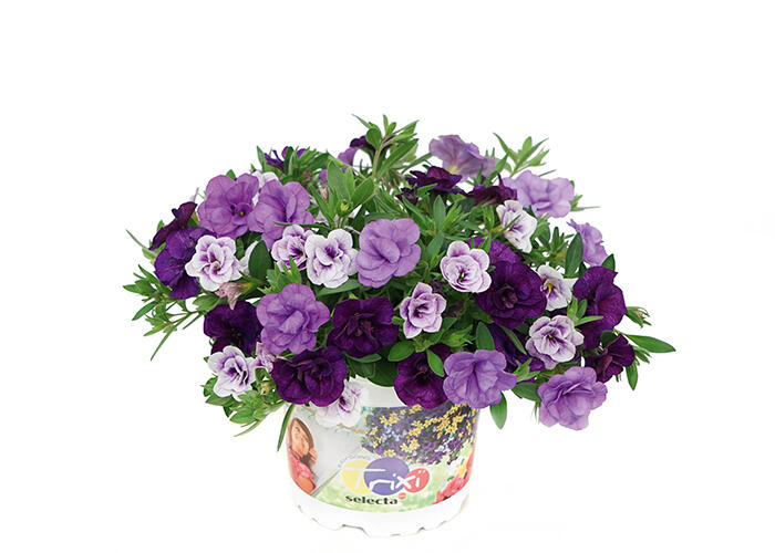 Minipetunie 'Trixi® Blue Petticoat' - Calibrachoa 'Trixi® Blue Petticoat'