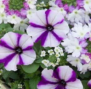 Balkonový mix 'Trixi® Frozen Blueberry' - Balkonový mix 'Trixi® Frozen Blueberry'