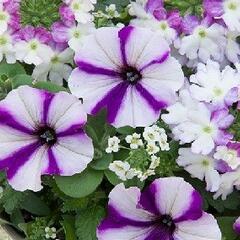 Balkonový mix 'Trixi® Frozen Blueberry' - Balkonový mix 'Trixi® Frozen Blueberry'