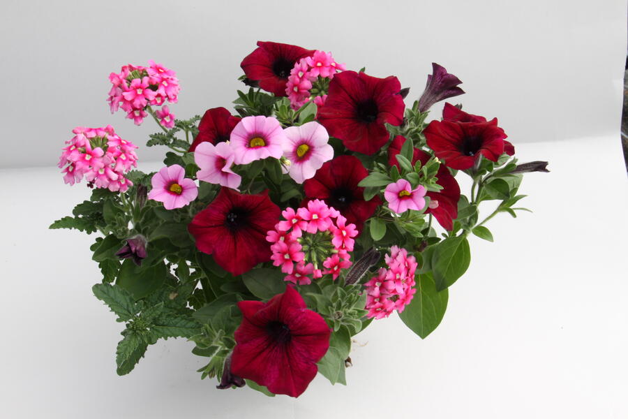 Balkonový mix 'Trixi® Cherry Kiss' - Balkonový mix 'Trixi® Cherry Kiss'