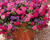 Sporýš 'Trixi® Wild Berries'